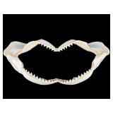 19 IN GENUINE SHARK JAW WITH TEETH