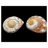 2 PC LOT OF TURBO SARMATICUS SHELLS