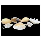 7 PC LOT COLLECTORS SEA SHELLS