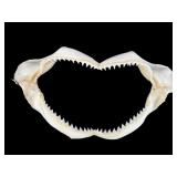 11.5 IN GENUINE SHARK JAW WITH TEETH