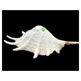 LARGE CONKS SHELL