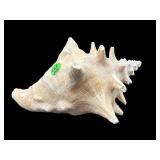 LARGE CONK SHELL