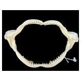 10 IN GENUINE SHARK JAW WITH TEETH