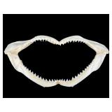 14 IN GENUINE SHARK JAW WITH TEETH
