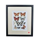 BUTTERFLY DIAGRAM PRINT