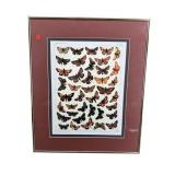BUTTERFLY DIAGRAM PRINT