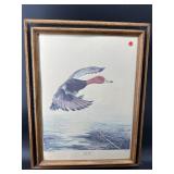 RED HEAD DUCK PRINT IN FRAME