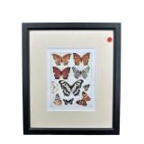 BUTTERFLY DIAGRAM PRINT