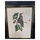 ENGRAVING OF GOLDEN WINGED WOOD PECKER