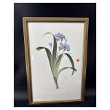 PRINT OF IRIS
