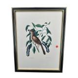COLONIAL WILLIAMSBURG ENGRAVING OF FOX COLOURED