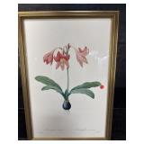 PRINT OF AMARYLLIS