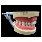 NISSIN DENTAL TYPODONT MODEL