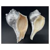PAINT DECORATED SEASHELLS