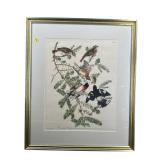 ROSE CRESTED FROST BEAK AUDUBON PRINT