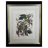CAROLINA PARROT AUDUBON PRINT