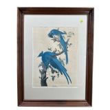 WALNUT FRAMED COLUMBIA J AUDUBON PRINT