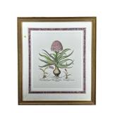 BASILIUS BESLER GERMAN APOTHECARY ENGRAVING PRINT