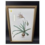 AMARYLLIS PRINT