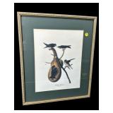 PURPLE MARTIN PRINT