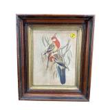 WALNUT EBONIZED SHADOWBOX FRAME WITH EXOTIC BIRD