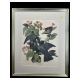 WHITE CROWNED PIGEON AUDUBON PRINT