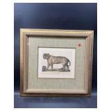 THE ROYAL BENGAL TIGER ENGRAVING PRINT