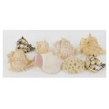 * (8) Unique Seashells