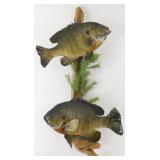 ** Bluegill Mount