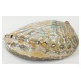 * Abalone Shell