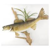 ** Walleye Mount