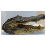 ** Huge Alligator Head Mount 16" Long Taxidermy