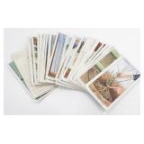 Antique Cigarette Cards Tobacco Cards -
