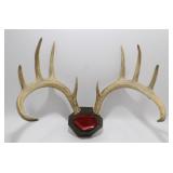 ** Huge 10 Point Whitetail Deer Rack-Antlers -