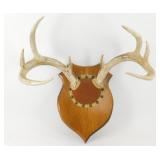 ** Mounted Antlers