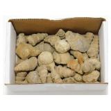 Group of Fossilized Sea Shells