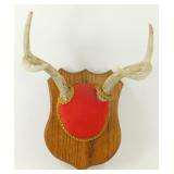 ** 4-Point Antler Mount