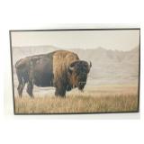 ** Buffalo Picture - 36"x24"