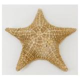 * Giant Dried 12" Starfish