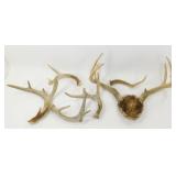 ** Whitetail Deer Antlers