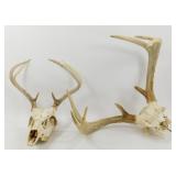 ** Two Deer Skull Antler Heads - A Nice, Heavy