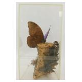 Blue Morpho Butterfly Specimen