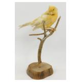 Taxidermy Yellow Canary Bird