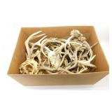 ** 16 Sets of Whitetail Deer Antlers