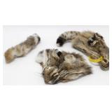 2 Bobcat Faces & Tails - Tanned