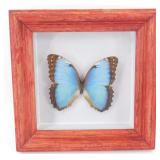 * Real Framed Blue Butterfly