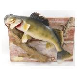 ** Vintage State Record Walleye Mount