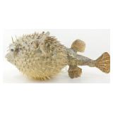 * Taxidermy Blow Fish