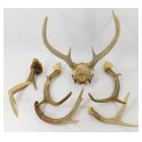 ** Whitetail Deer Antlers