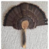 ** Offsite ** Turkey Fan Tail & Beard Mount